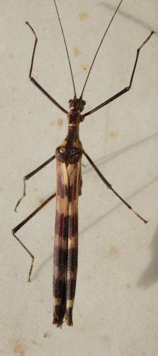 Stratocles tessulatus